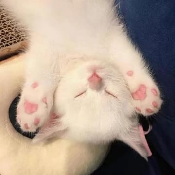 Ảnh đại diện người dùng Aadhya